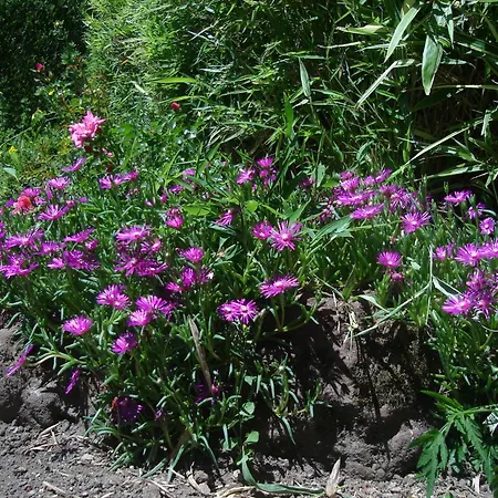 فندق Beausejour شودز آيْج